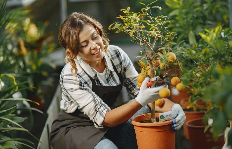 woman pruning citrus tree planted in a pot