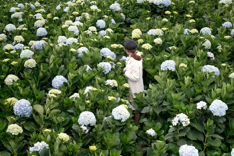 woman standing in the middle of hydrangea flower field