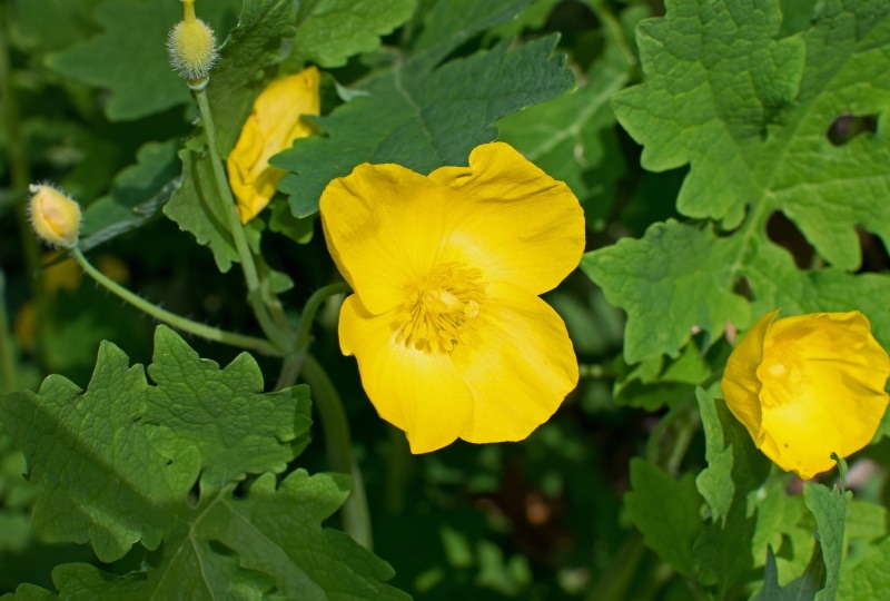 wood poppy flowers