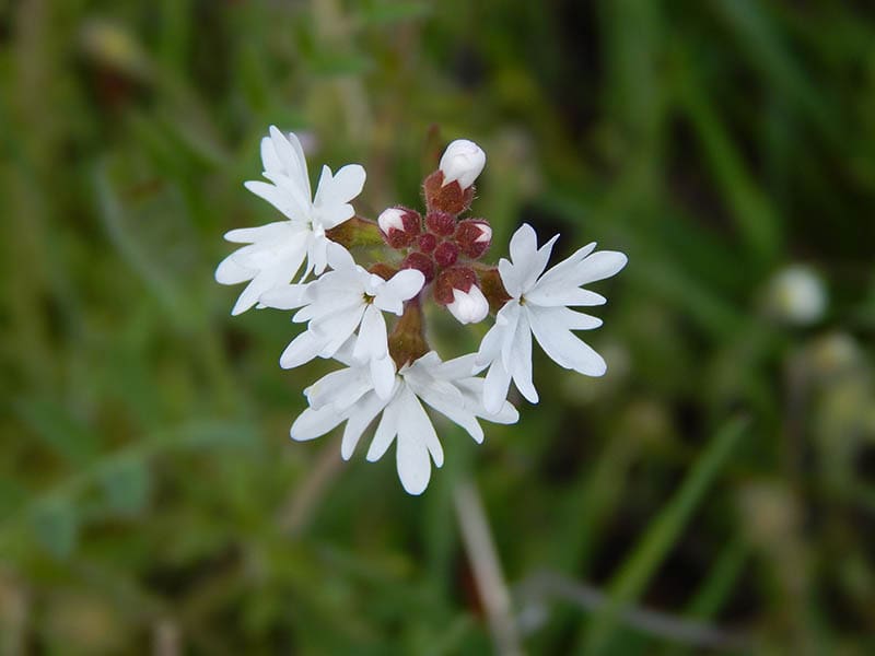 Woodland Stars