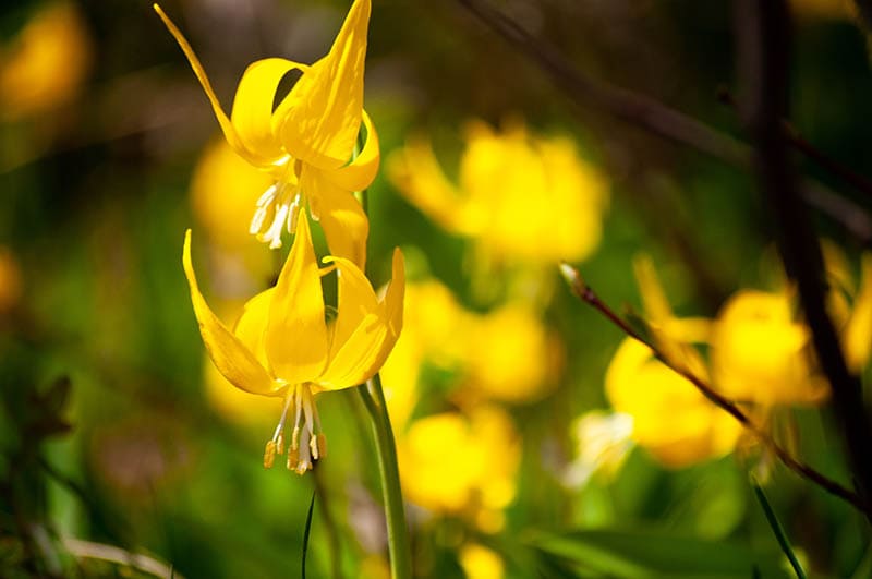 yellow glacier lily