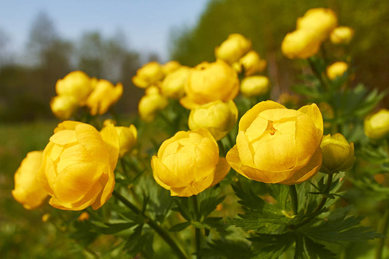 Yellow globeflower