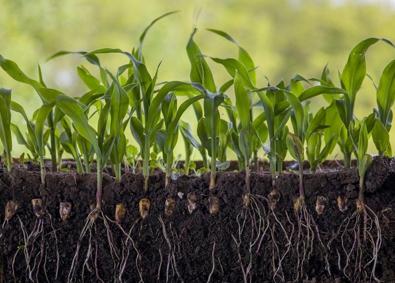 young shoots of corn with roots