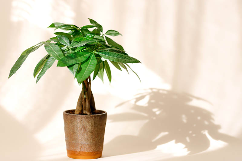 A Money Tree plant (Pachira Aquatica)