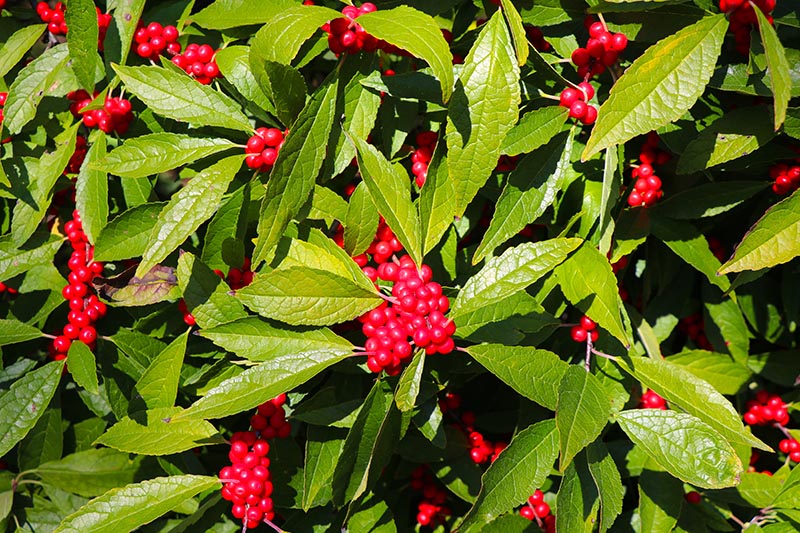 A beautiful photo of some common winterberry Holly