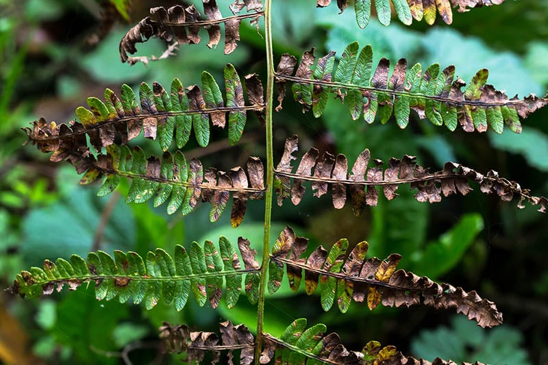 A common fern falling to the first blows of Winter
