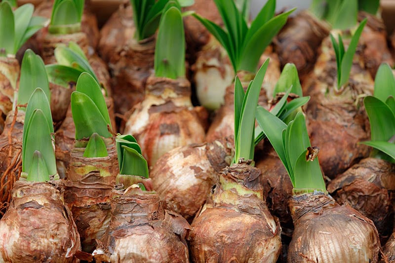 Amaryllis bulbs