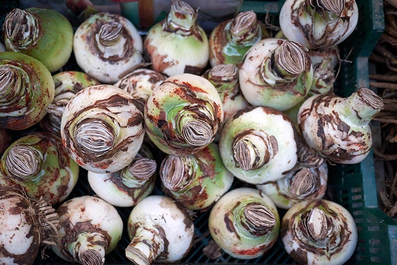 Amaryllis bulbs
