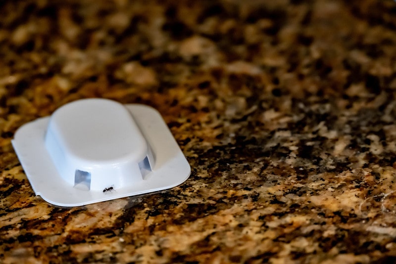 Ant trap poison bate on a granite kitchen countertop