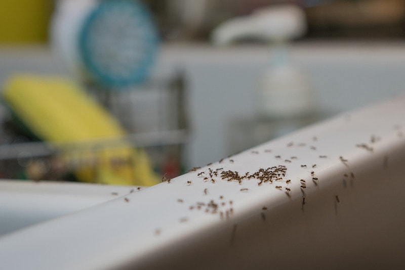 Ants crawl on kitchen sink