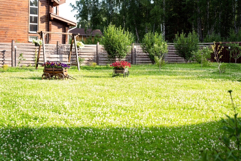 Backyard lawn covered with clover