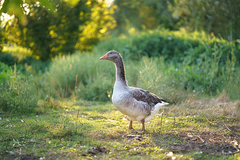 Beautiful geese