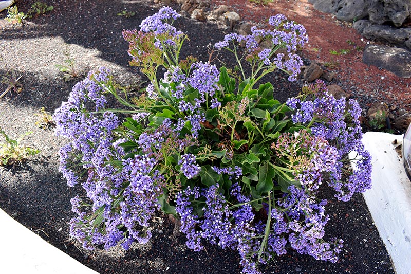 Big plant of wavyleaf sea lavender