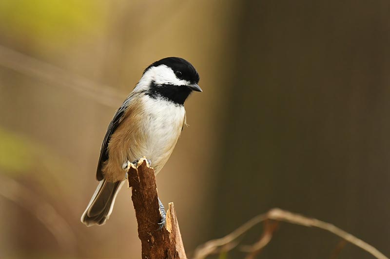 Black capped chickadee perched on a broken limb