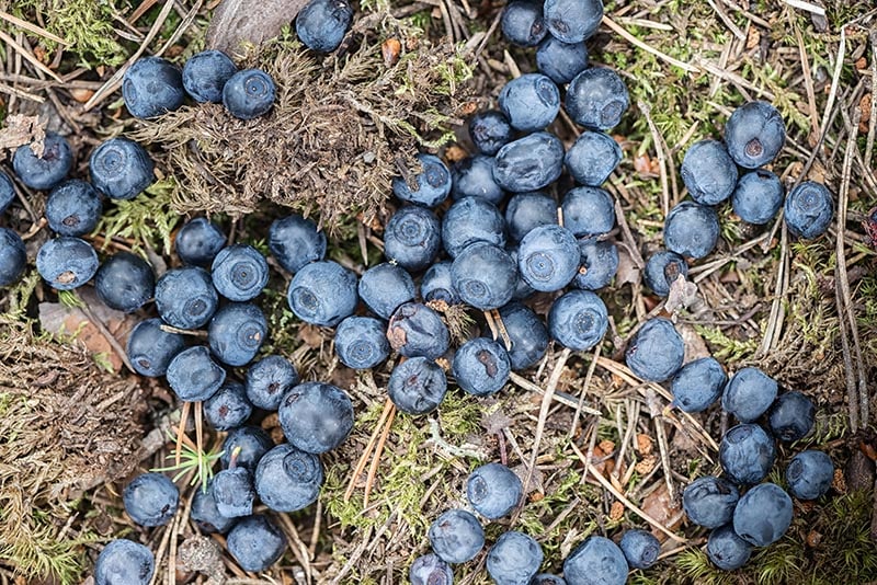 Blueberries dropped at forest floor