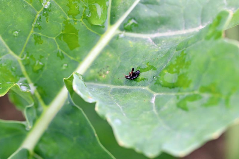 Cabbage Stem Flea Beetle