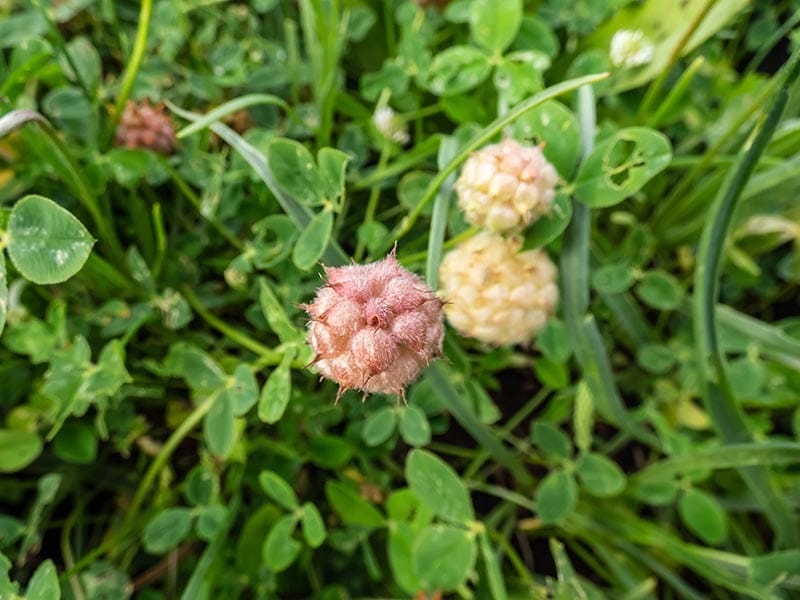 Close up shot of strawberry clover
