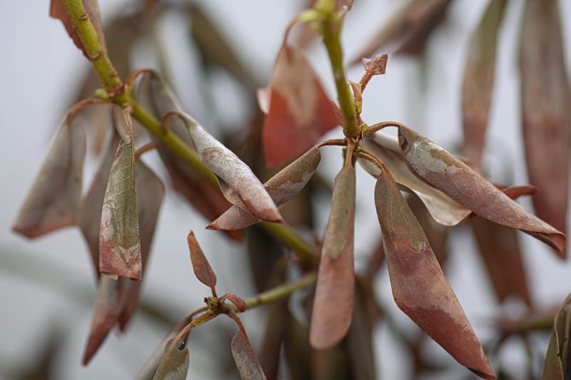 Closeup of dead rhododendron leaves, mould, withered plant, winter