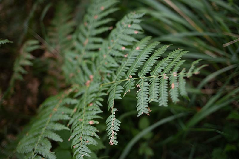Damaged fern plant leaves in a jungle