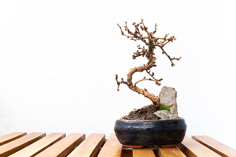 Dead bonsai tree on a table against white background with text space