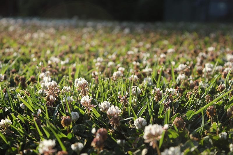 Dense and luminous White Dutch Clover lawn