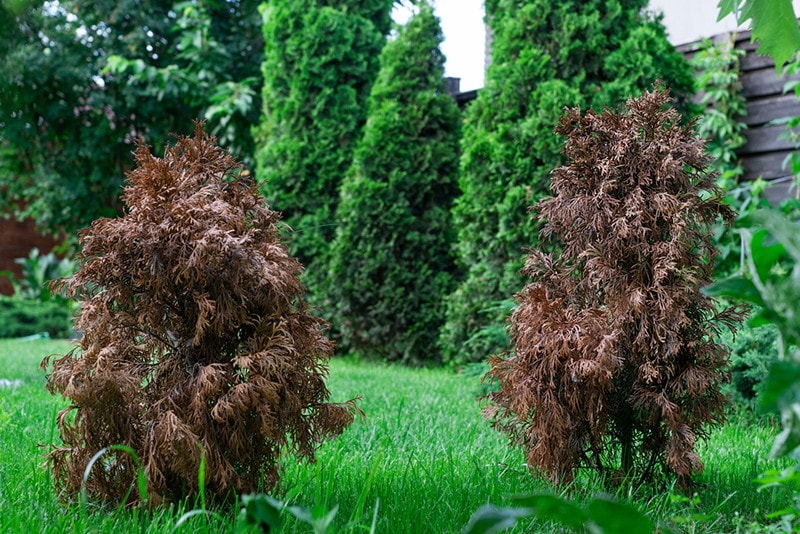 Dried Arborvitae
