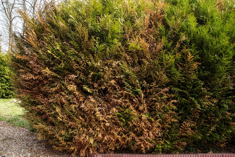 Dry dying plant Thuja in the garden. Brown sick arborvitae hedge