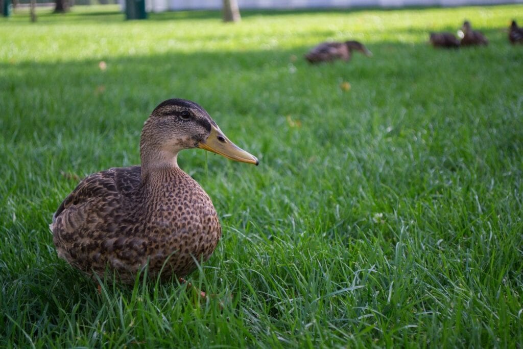 Duck