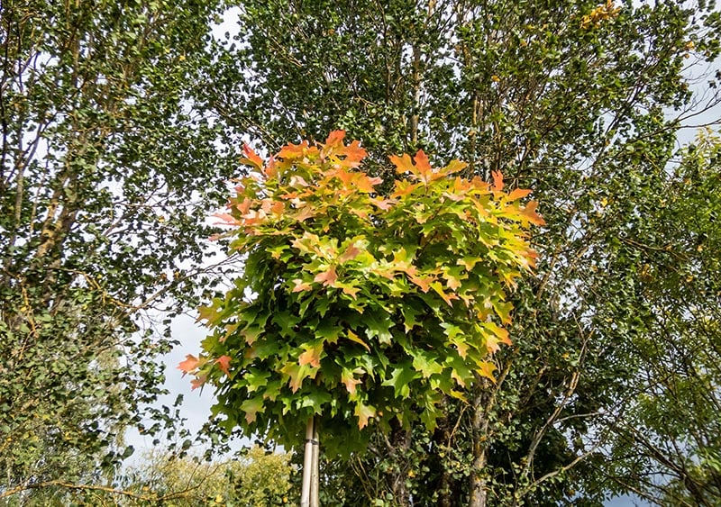 Dwarf pin oak