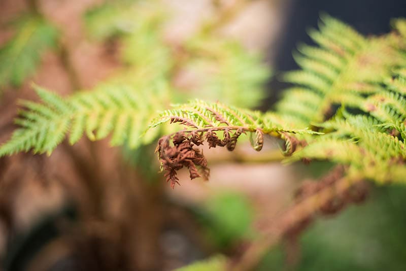 Dying Fern