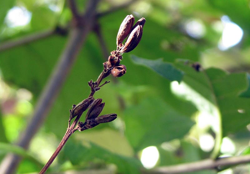 Dying Rhododendron at change of season