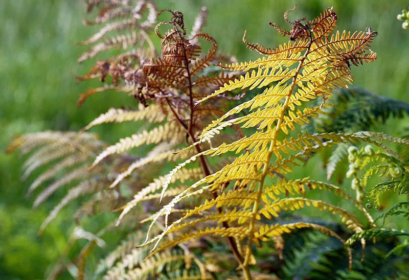 Dying fern