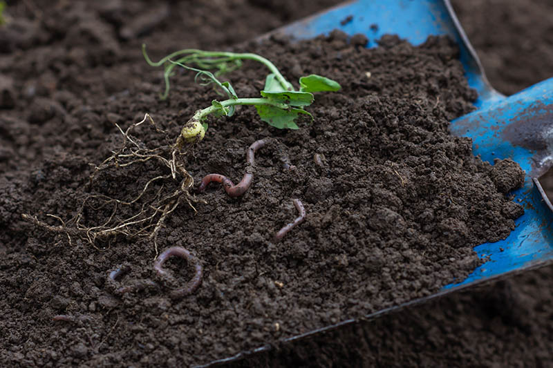 Earthworms and green pea sprout in the soil on blue color shovel