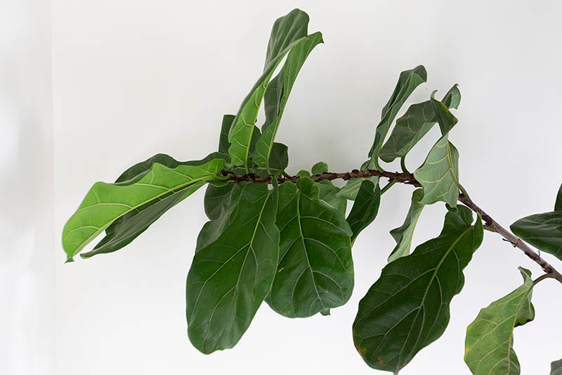 Fiddle Leaf Fig Tree