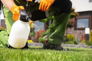Fighting Grass Lawn Weeds by Spraying Chemicals