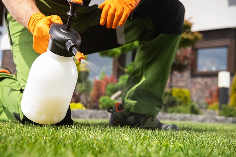 Fighting Grass Lawn Weeds by Spraying Chemicals