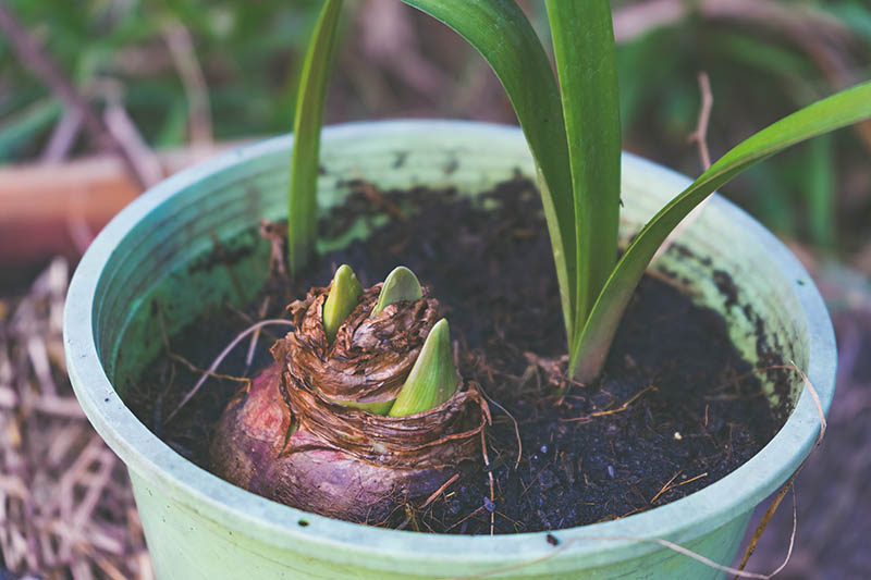 Flower bulbs Amaryllis