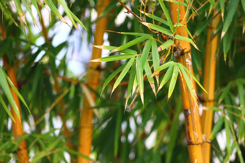Fresh yellow bamboo stalks