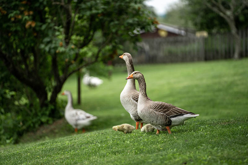 Geese
