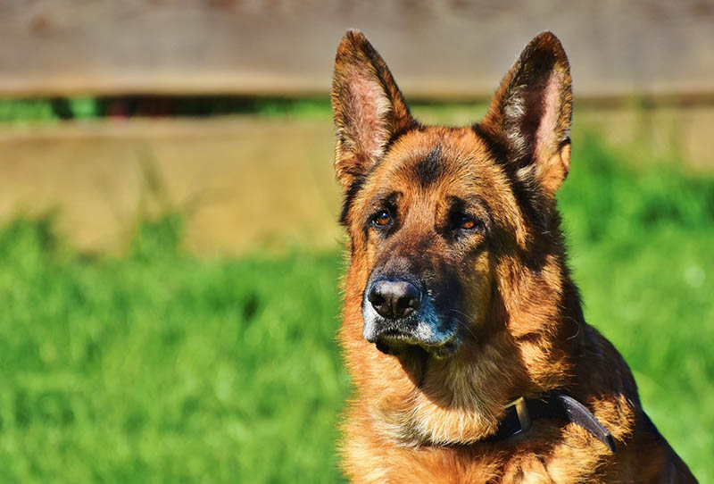 German Shepherd Guard Dog