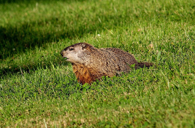 Gopher Groundhog