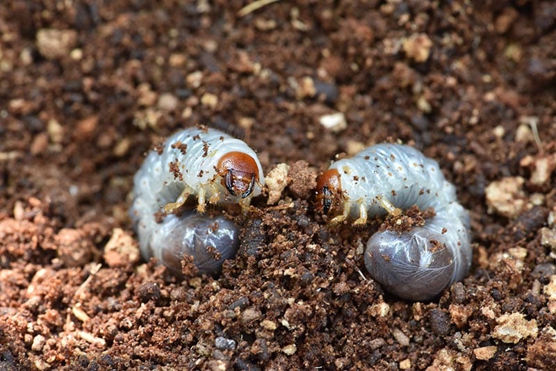 Grub worms grow in dead coconut tree on farm