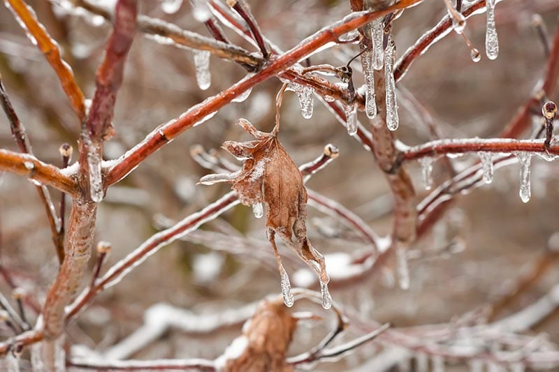 Ice on a Japanese Maple Tree