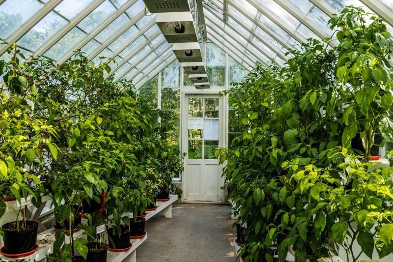 Inside a greenhouse with lots of plants