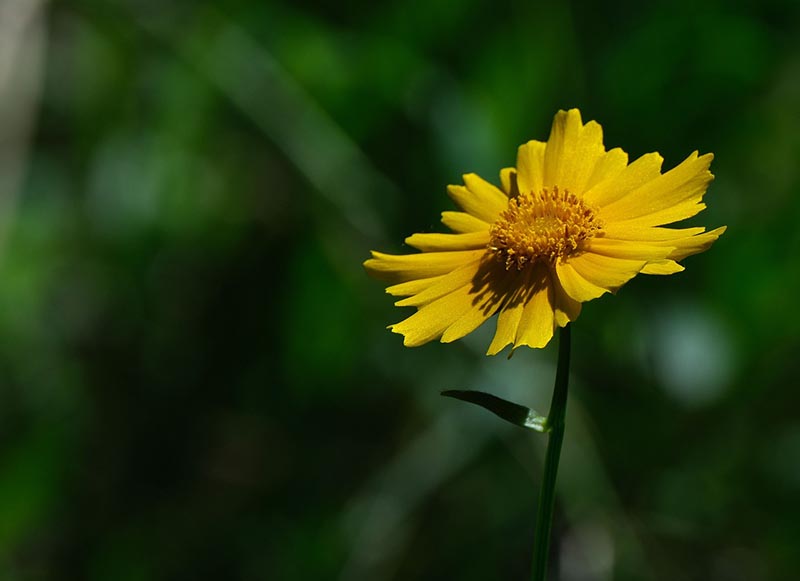 Lance Leaf Coreopsis coreopsis lanceolata