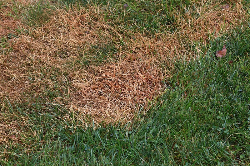 Lawn with a patch of dead grass