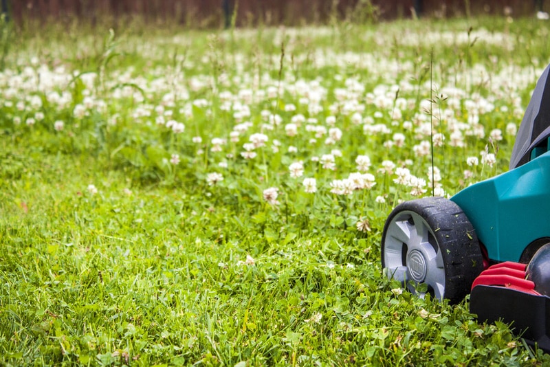 Lawnmower cutting lawn with clover