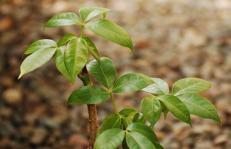 Money tree