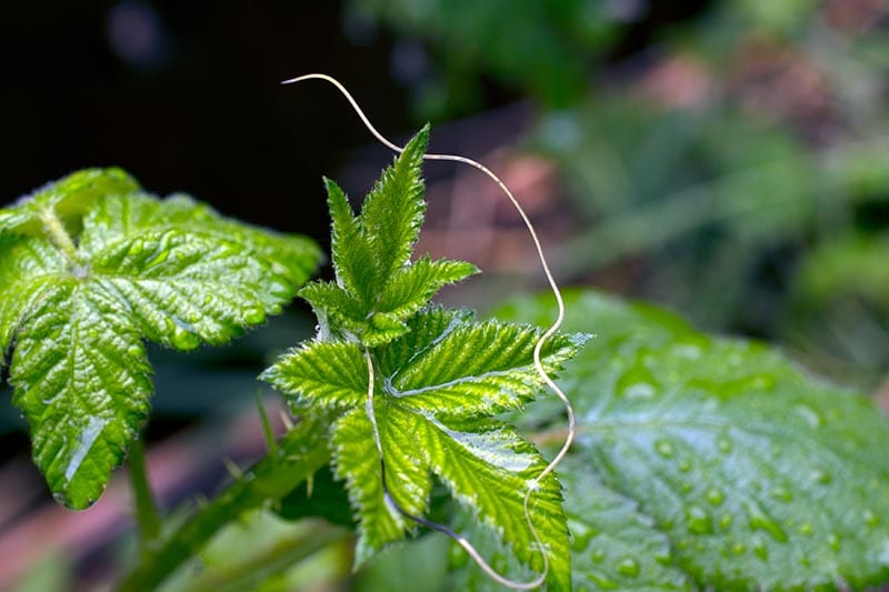 Nematode on Rubus fruticosus