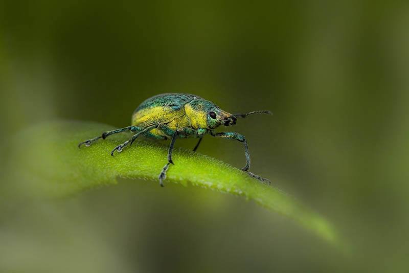 Nettle Weevil